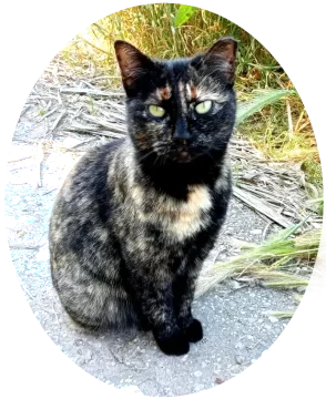 Dulce