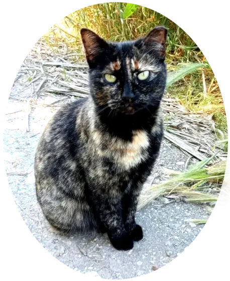 Dulce